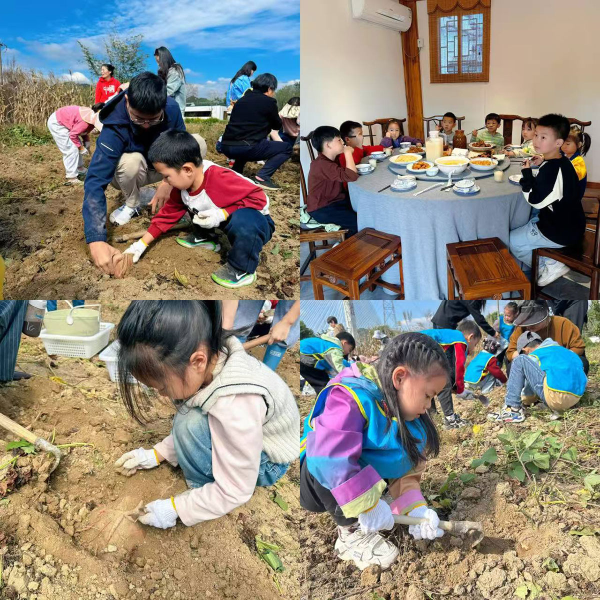 南溪南村：以薯為媒繪新景，活動賦能興鄉(xiāng)村