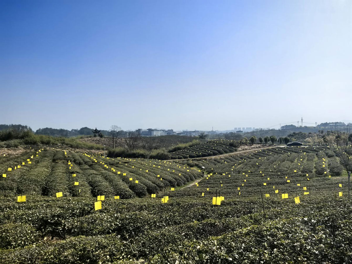 屯溪實驗茶場：插放粘蟲黃板 護航綠色茶園