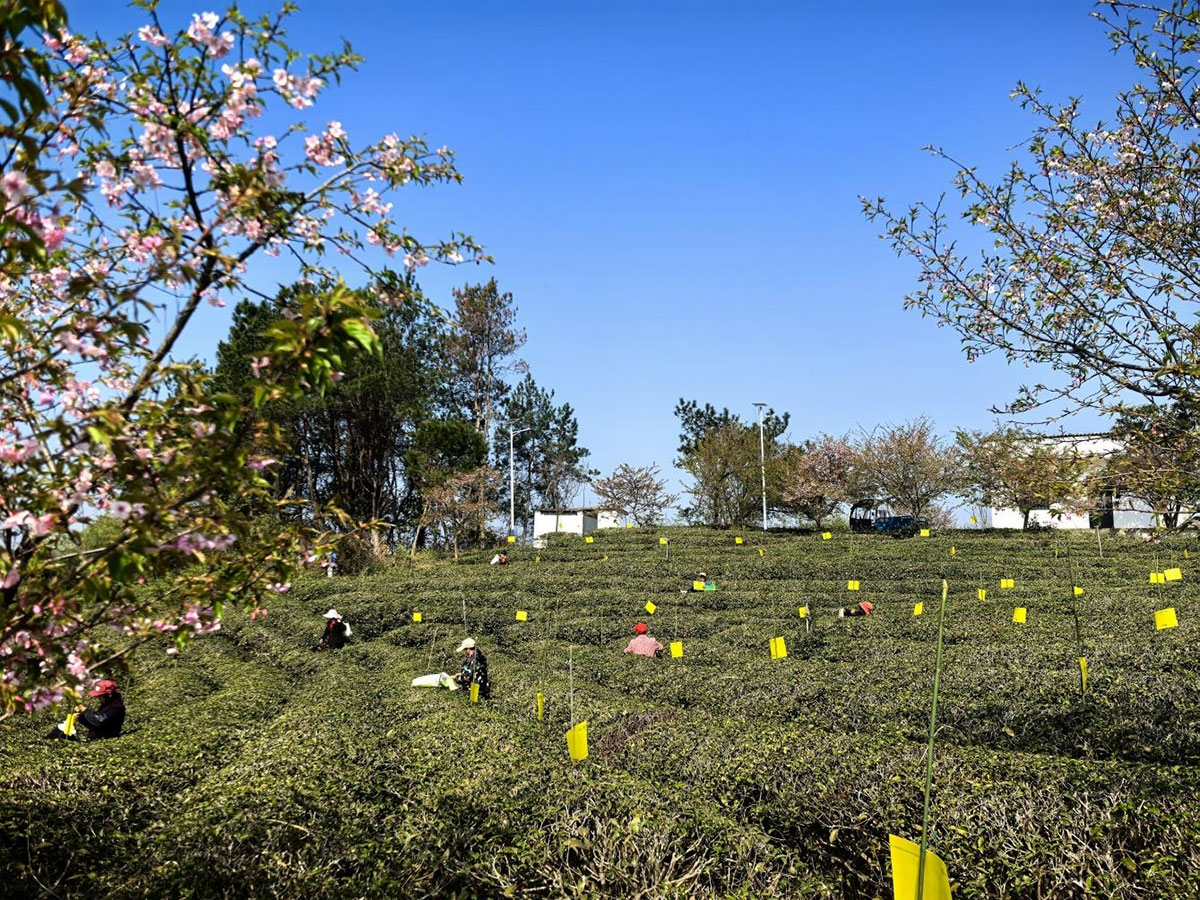屯溪實(shí)驗(yàn)茶場：插放粘蟲黃板 護(hù)航綠色茶園